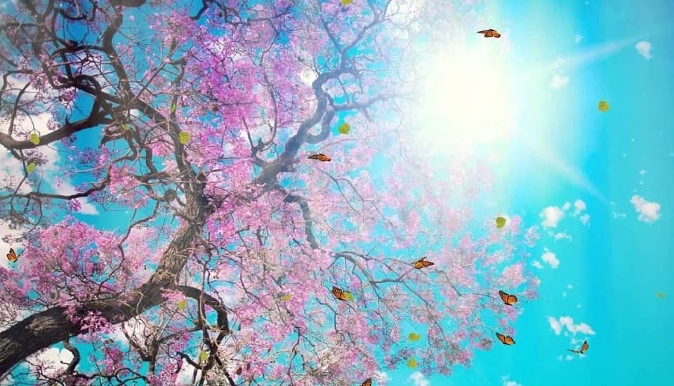 Best Wallpapers for iPhone XR